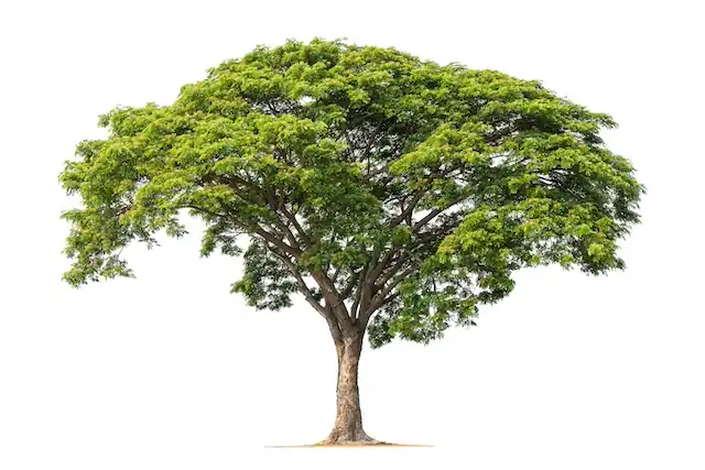 Acacia Wood: A Durable Sustainable Hardwood