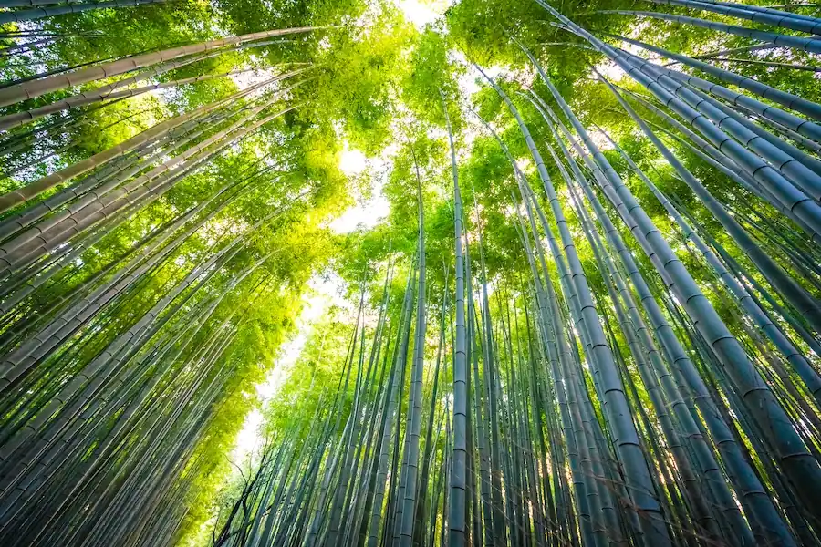 Bamboo, Versatile and Sustainable